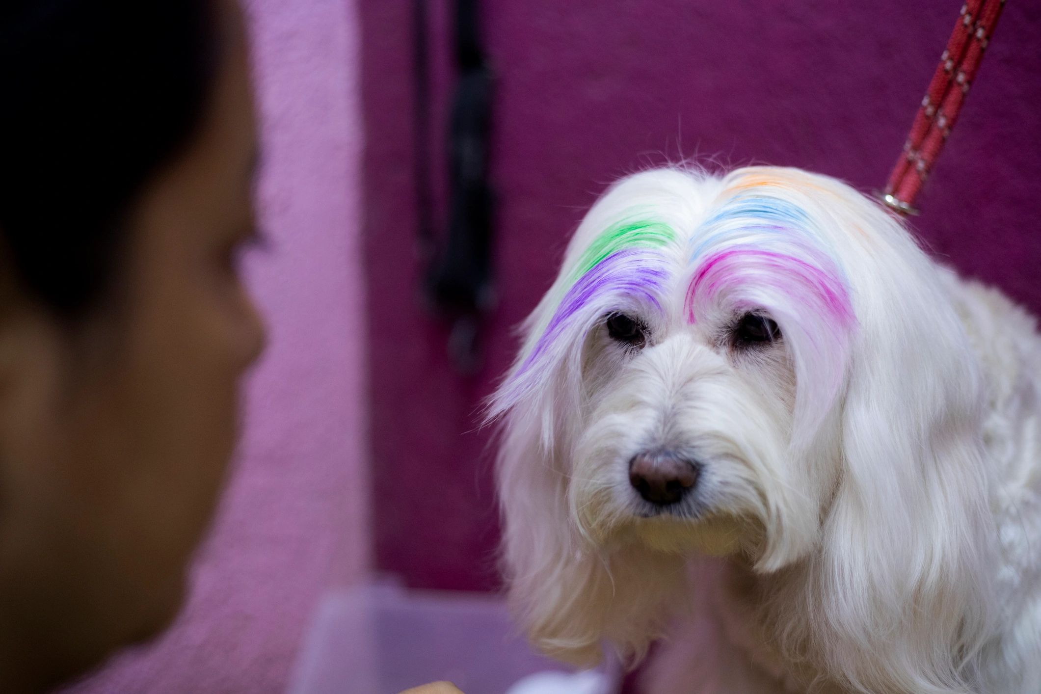 dog with colorful hair dye