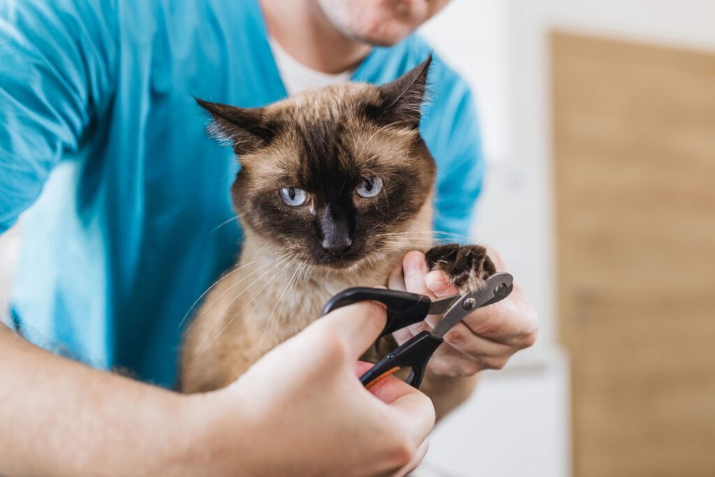 cat grooming professional